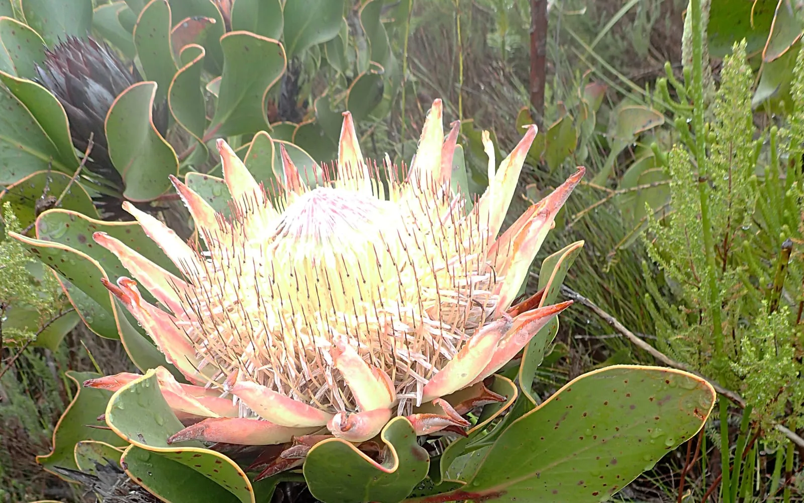 A huge king protea flower head with pointed pink-edged bracts and a pale, spiky centre, growing wild among fynbos foliage