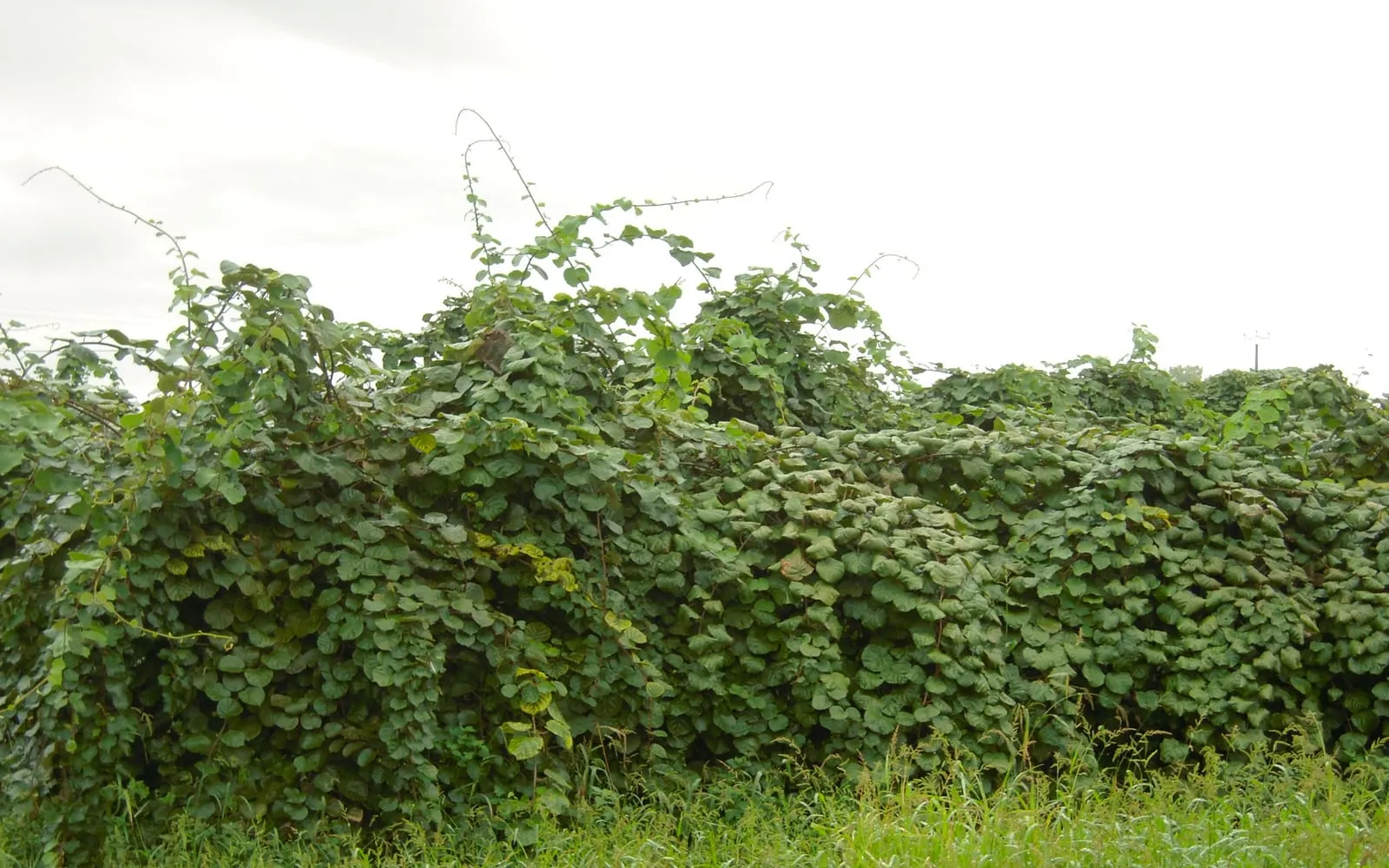 A kiwi vine smothering a hedge with its large rounded leaves