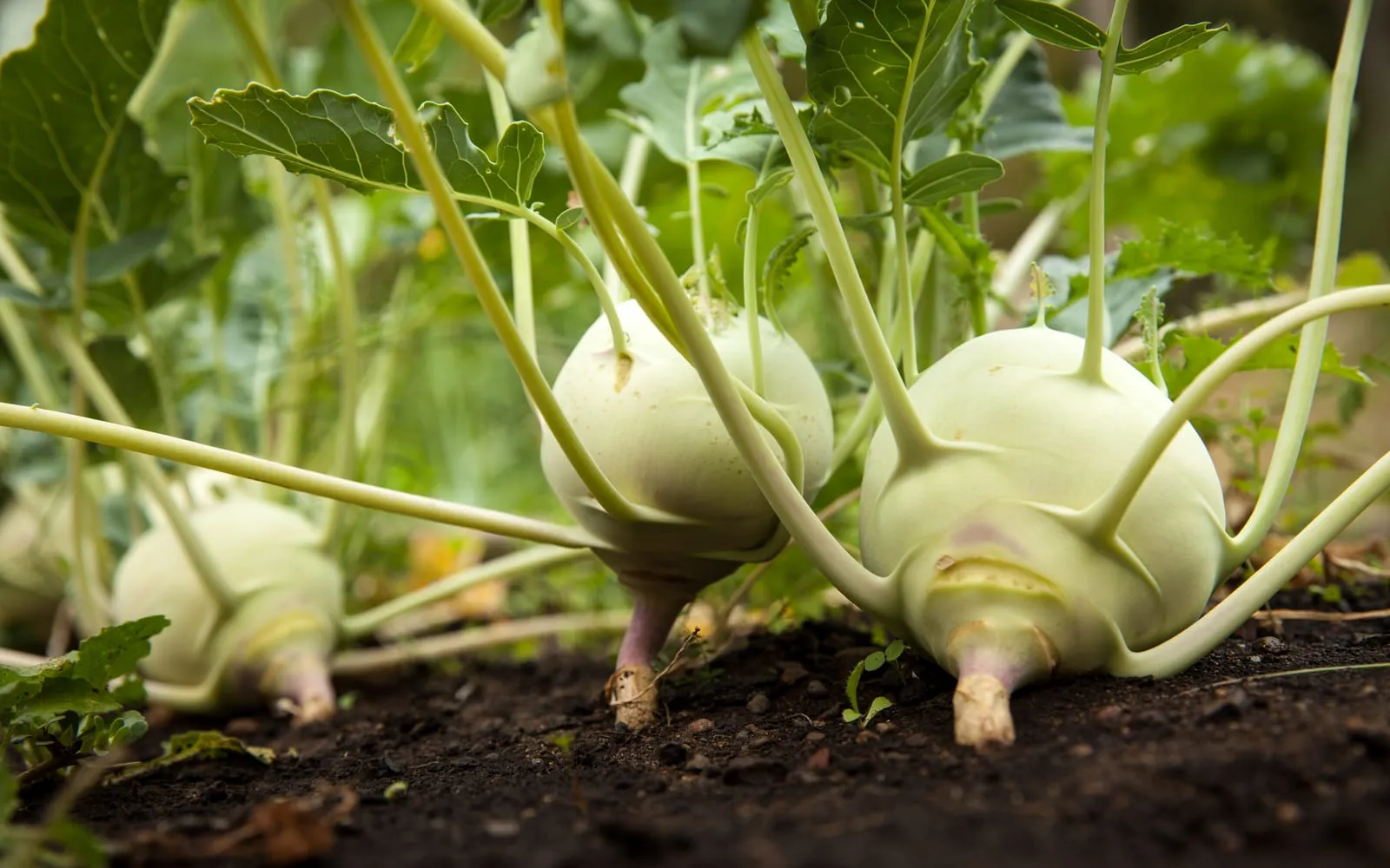 Three pale green kohlrabi swelling on the soil surface with long leaf stalks radiating from them