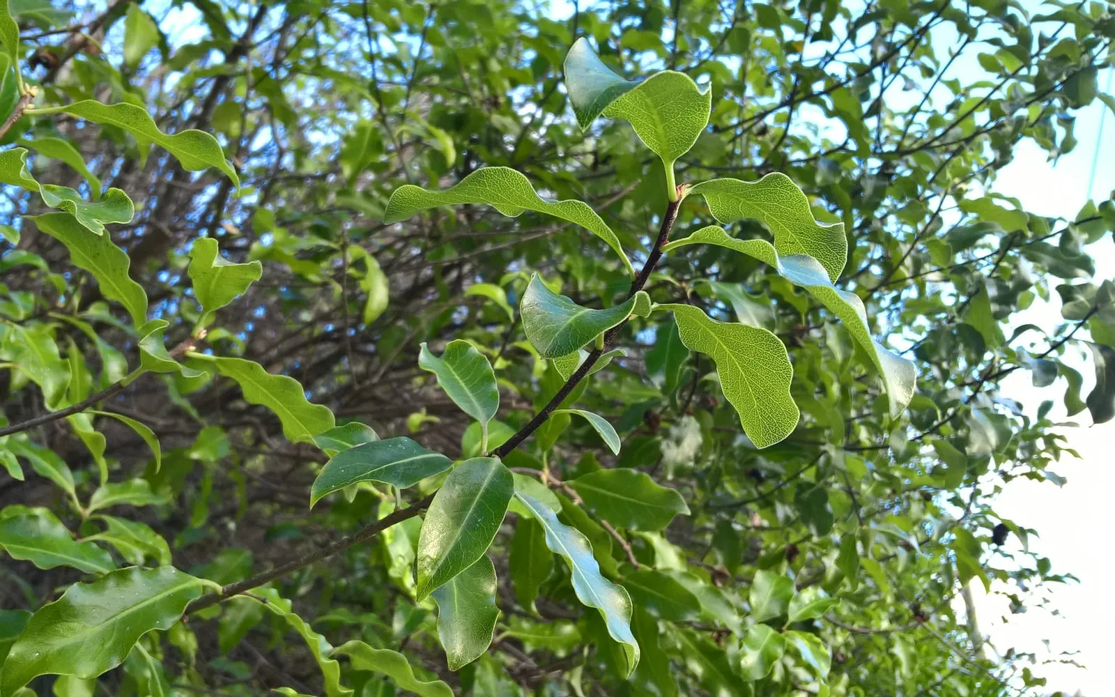 A kohuhu branch with glossy pale green leaves showing a distinctive wavy, undulating margin, carried on a dark stem