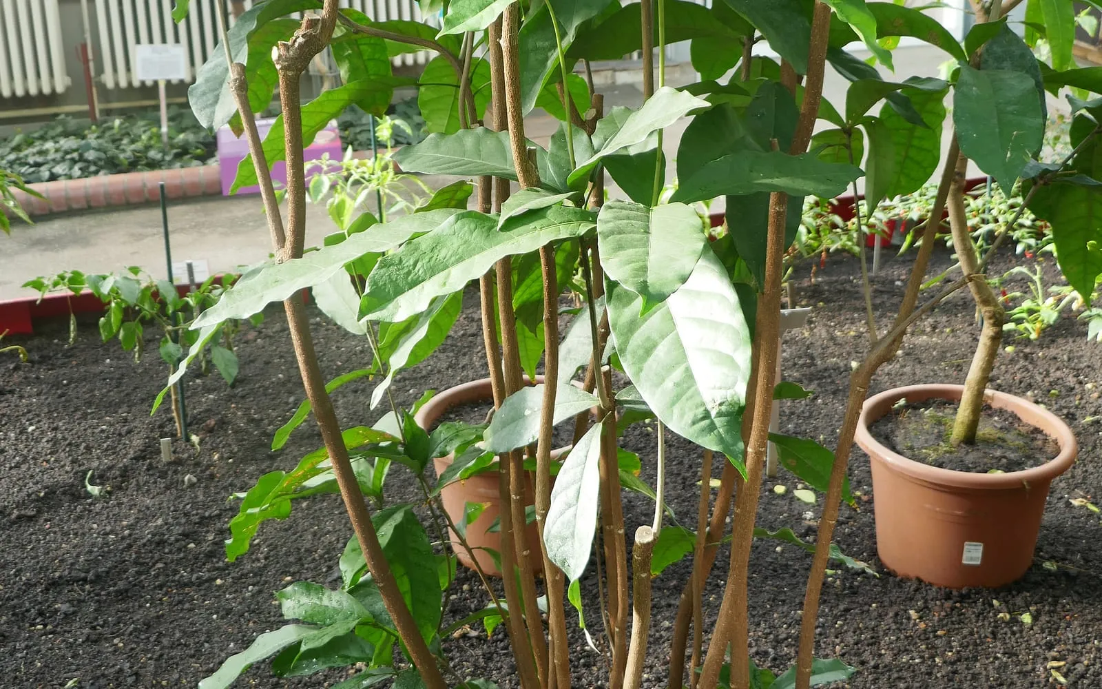 Young potted kola nut plants showing large, glossy, elliptical leaves with pointed tips