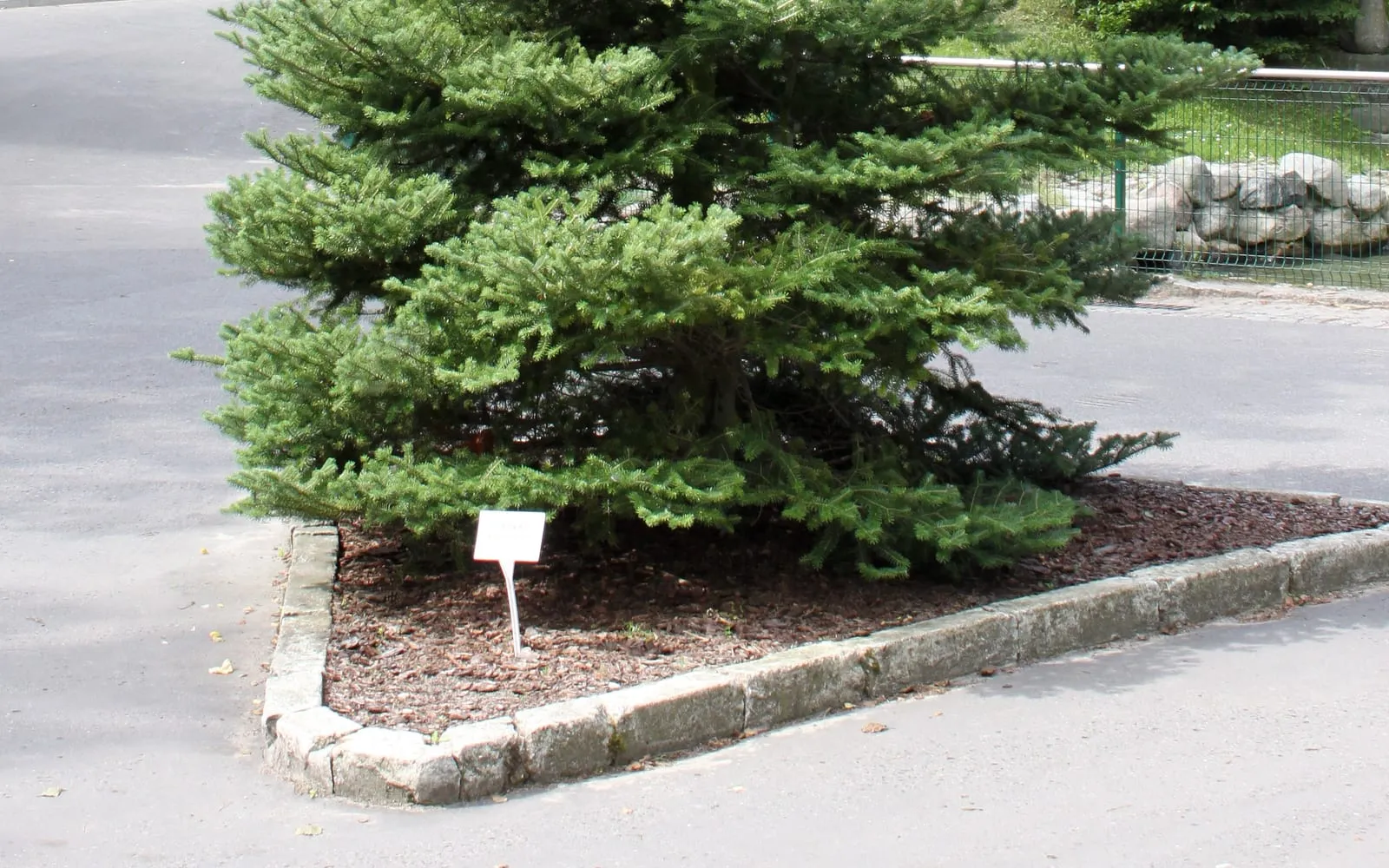 A young, densely conical Korean fir with upright violet-blue cones near its crown, growing beside a path in a park.