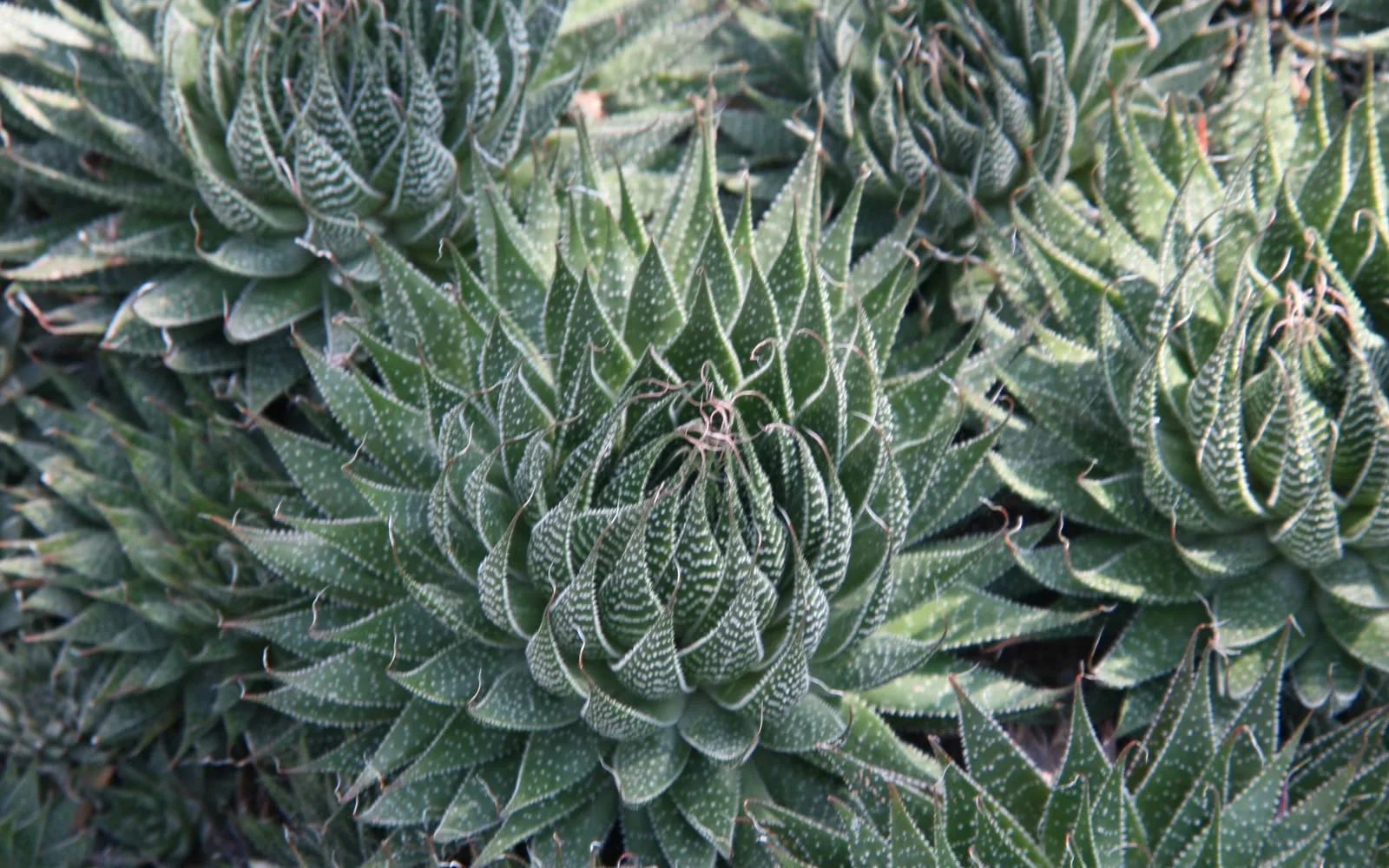 Spiralled lace aloe rosettes with white-spotted, sharply pointed leaves