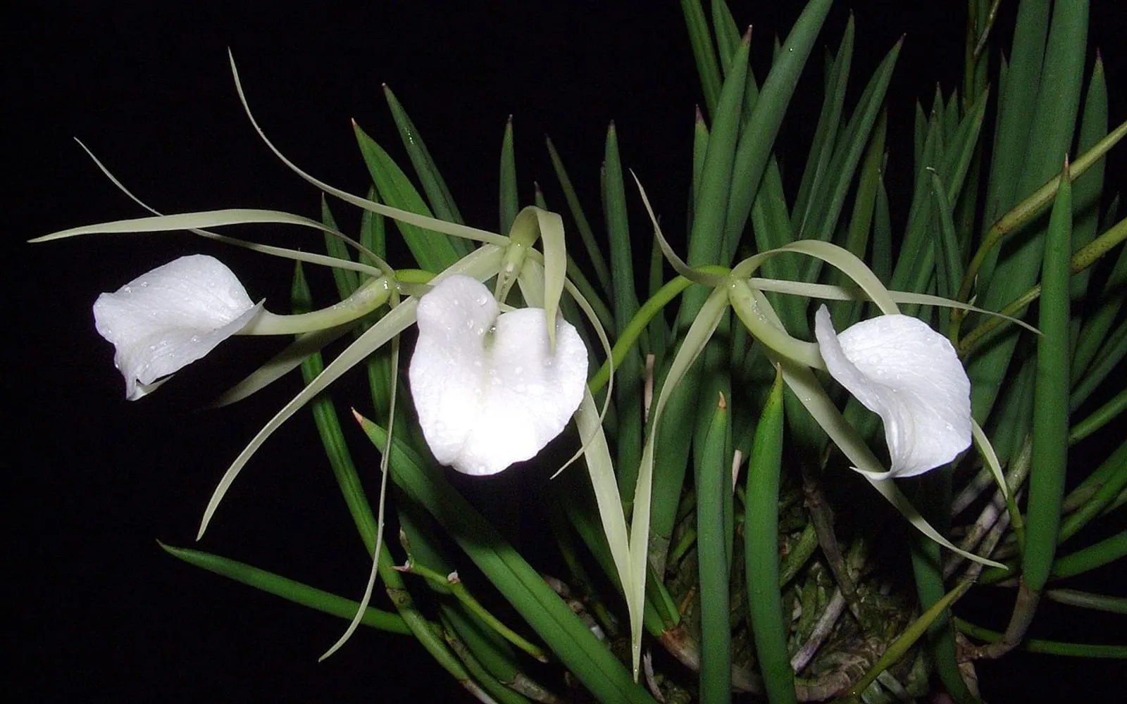Star-shaped white Brassavola nodosa flowers with pale green-white sepals and a broad white lip, growing among narrow, pencil-thick leaves.