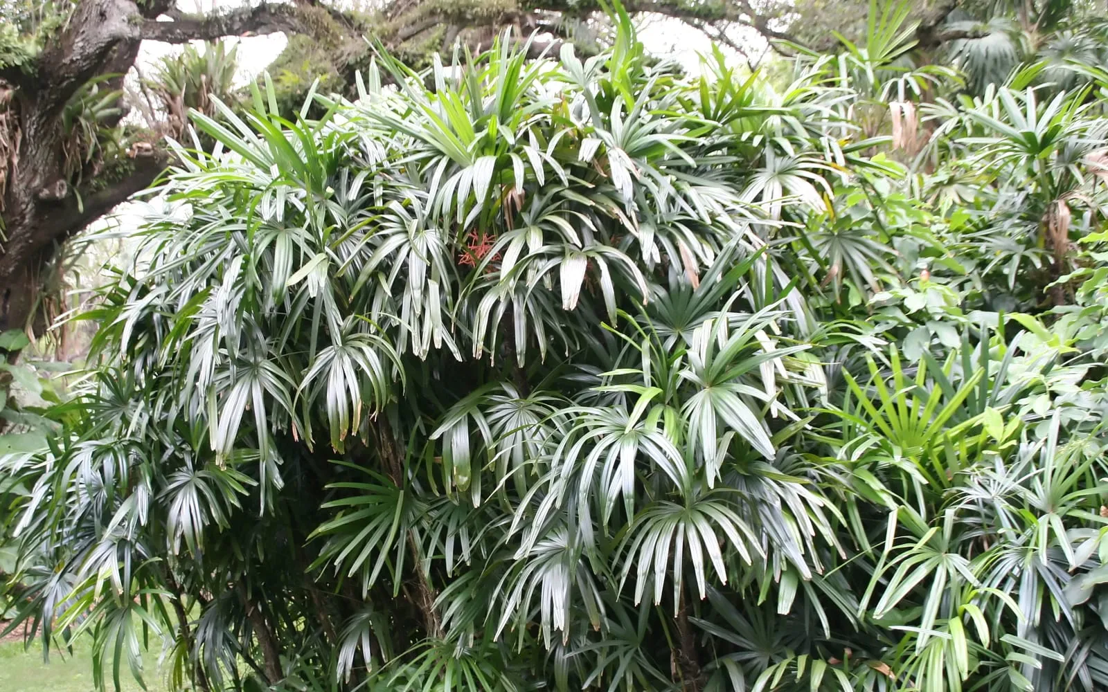 A clump of lady palm canes carrying fans of stiff leaflets with squared-off tips