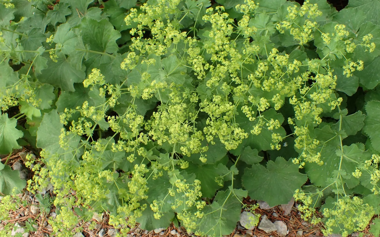 A mound of lady's mantle with rounded pleated grey-green leaves under a froth of tiny lime-green flowers