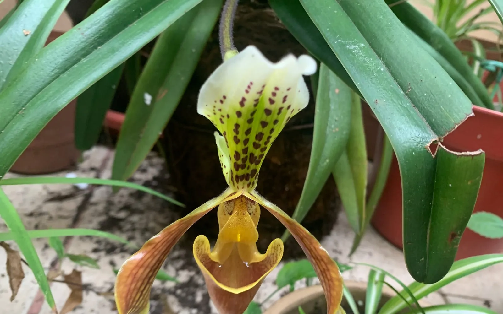 Lady's slipper orchid flower, a spotted white and green dorsal sepal above a pouched coppery-brown lip and twisted maroon-striped petals