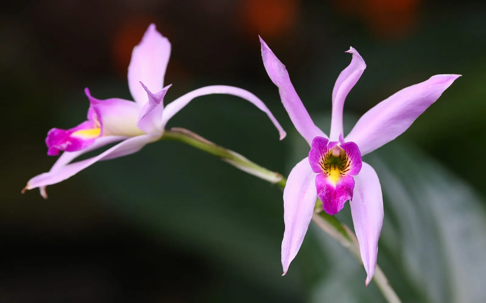 A rose-purple Laelia anceps flower with a frilled magenta lip marked with yellow and dark veining, growing among narrow leaves.
