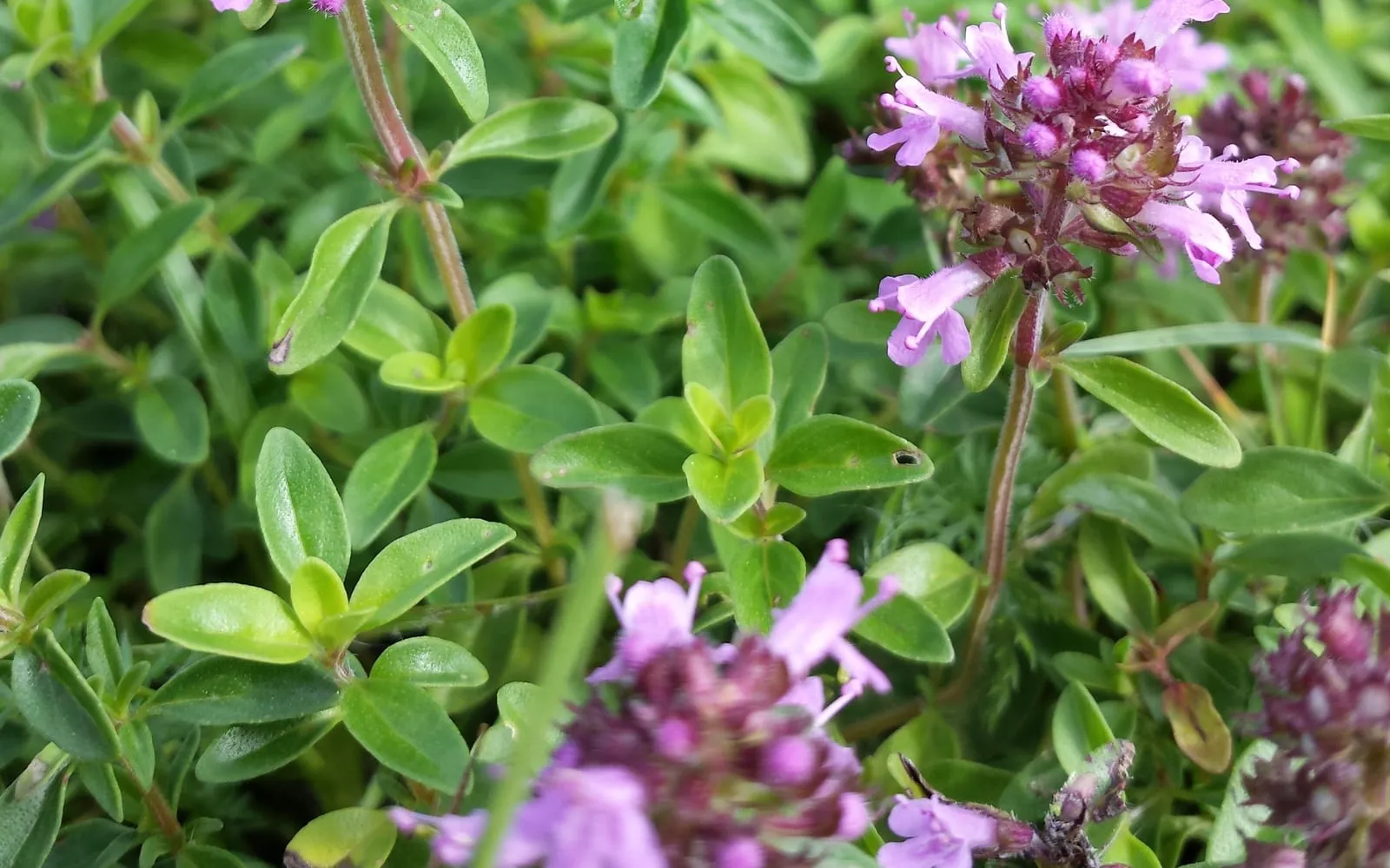 Close-up of large thyme with broad elliptic leaves and dense heads of pink-purple flowers