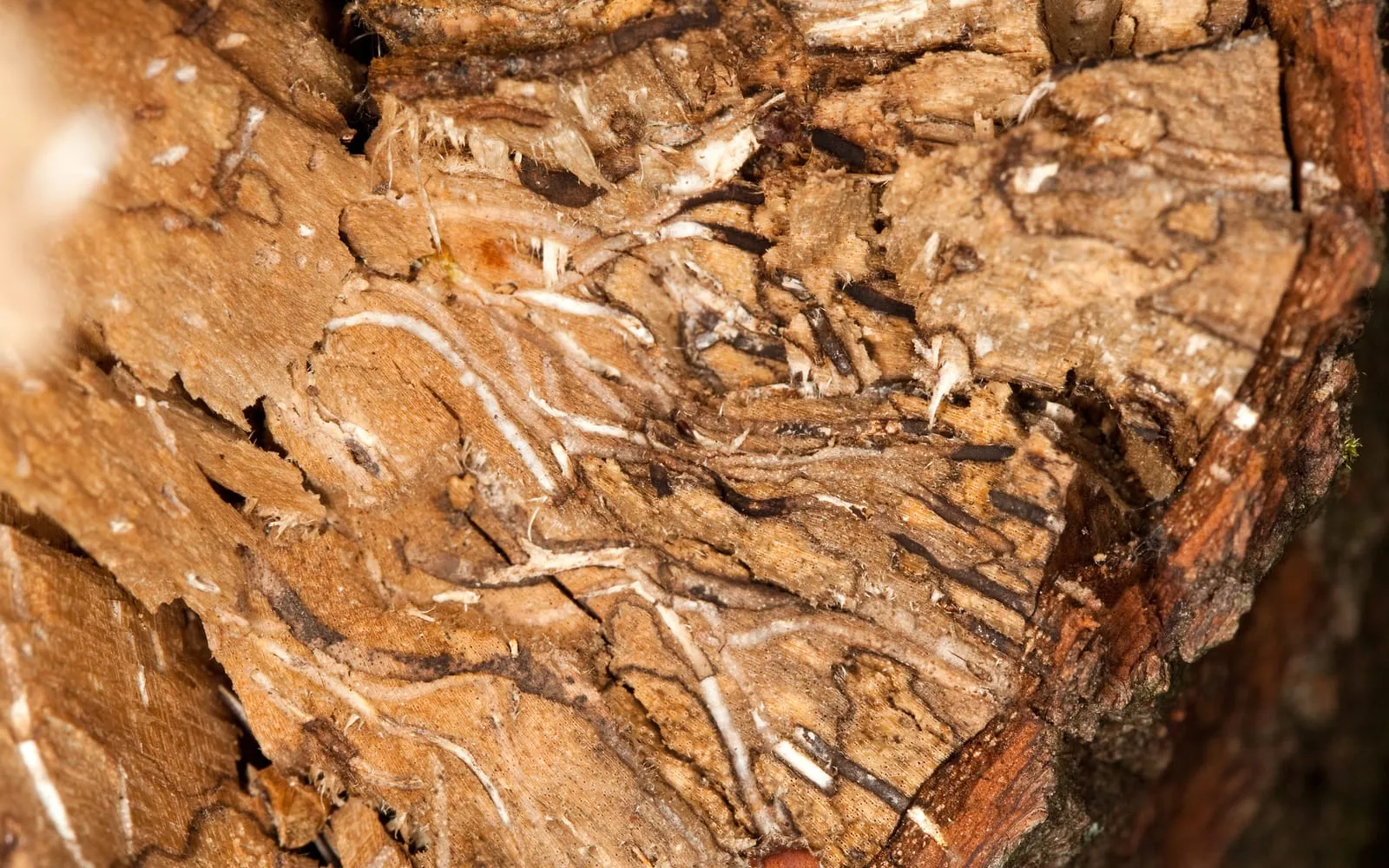 A cut trunk of a swampbay tree with pale tunnels threading through darkly stained wood