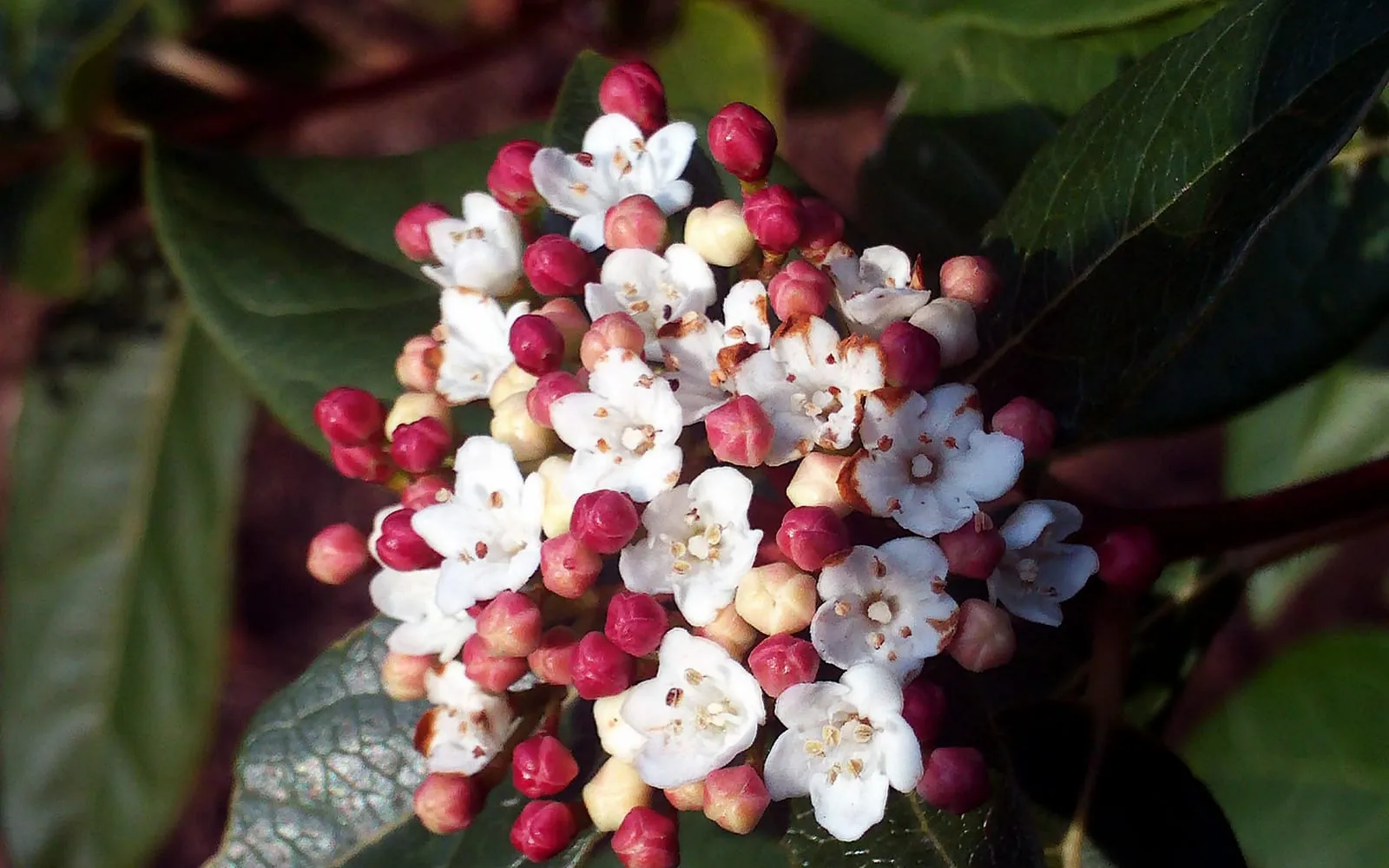 A flat head of laurustinus flowers with deep pink unopened buds surrounding small white five-petalled blooms above dark evergreen leaves