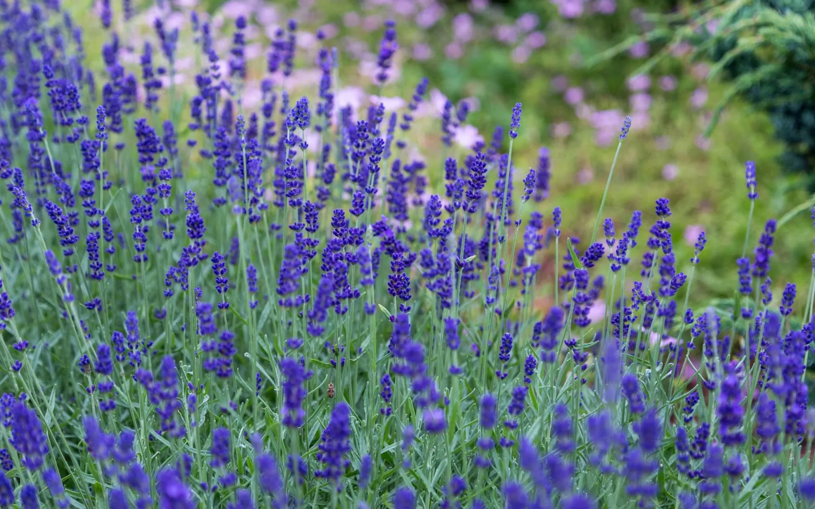 Rows of lavender in flower across an open field