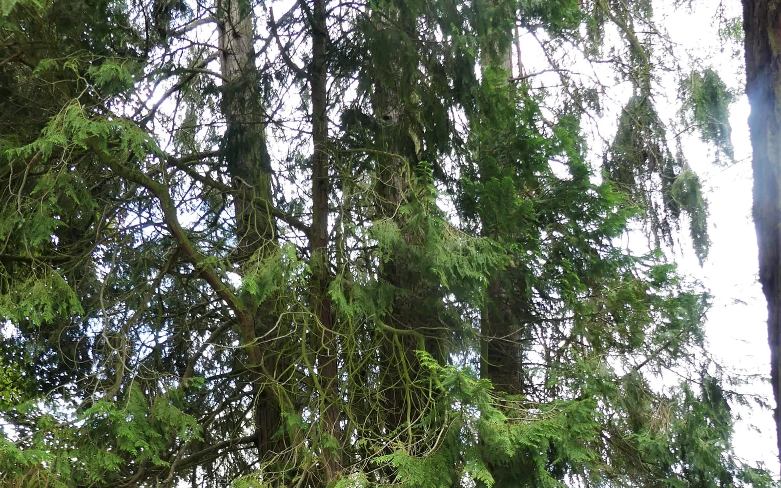Tall, narrowly conical Lawson cypress trees with drooping branch tips and flattened sprays of foliage in a garden.