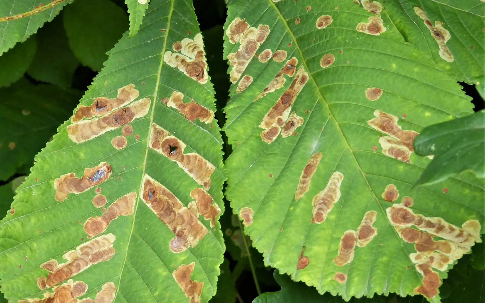 Two horse chestnut leaflets covered in brown blotches with pale yellow margins, the blotches running lengthways between the side veins