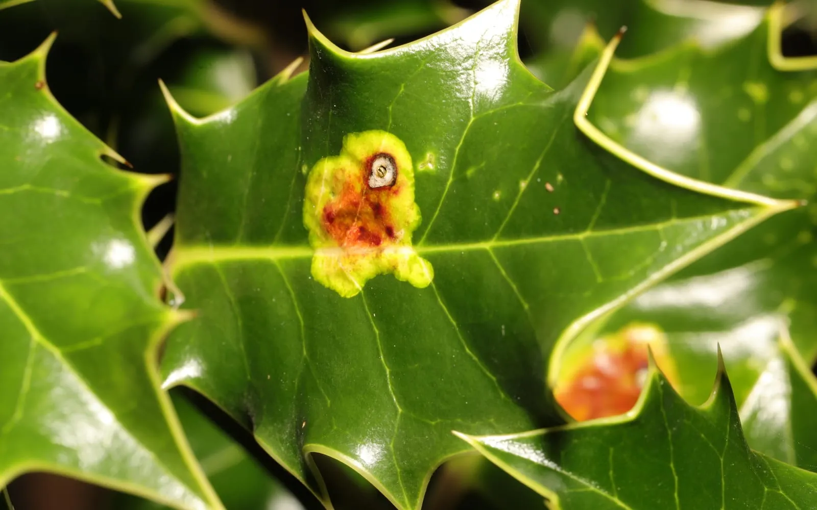 A glossy dark green holly leaf with a yellow and red blotch beside the midrib, a small dark pupa visible at its centre