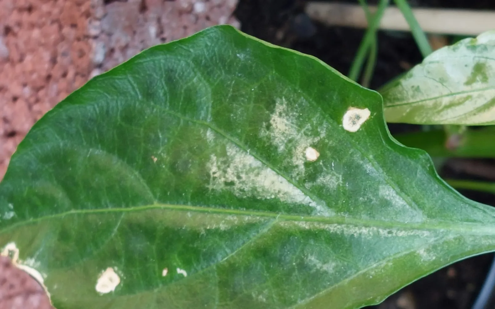 A pepper leaf with pale bleached patches spread between the veins and a few small dried spots with papery centres, and behind it a second leaf bleached almost white