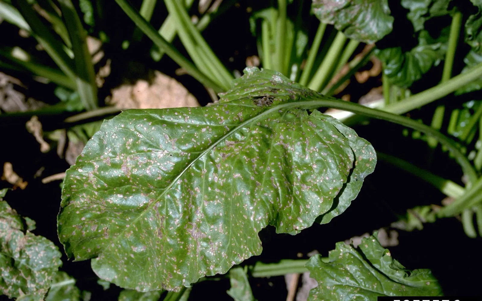 A beet leaf covered in dozens of small round pale spots, each ringed with a defined darker brown border