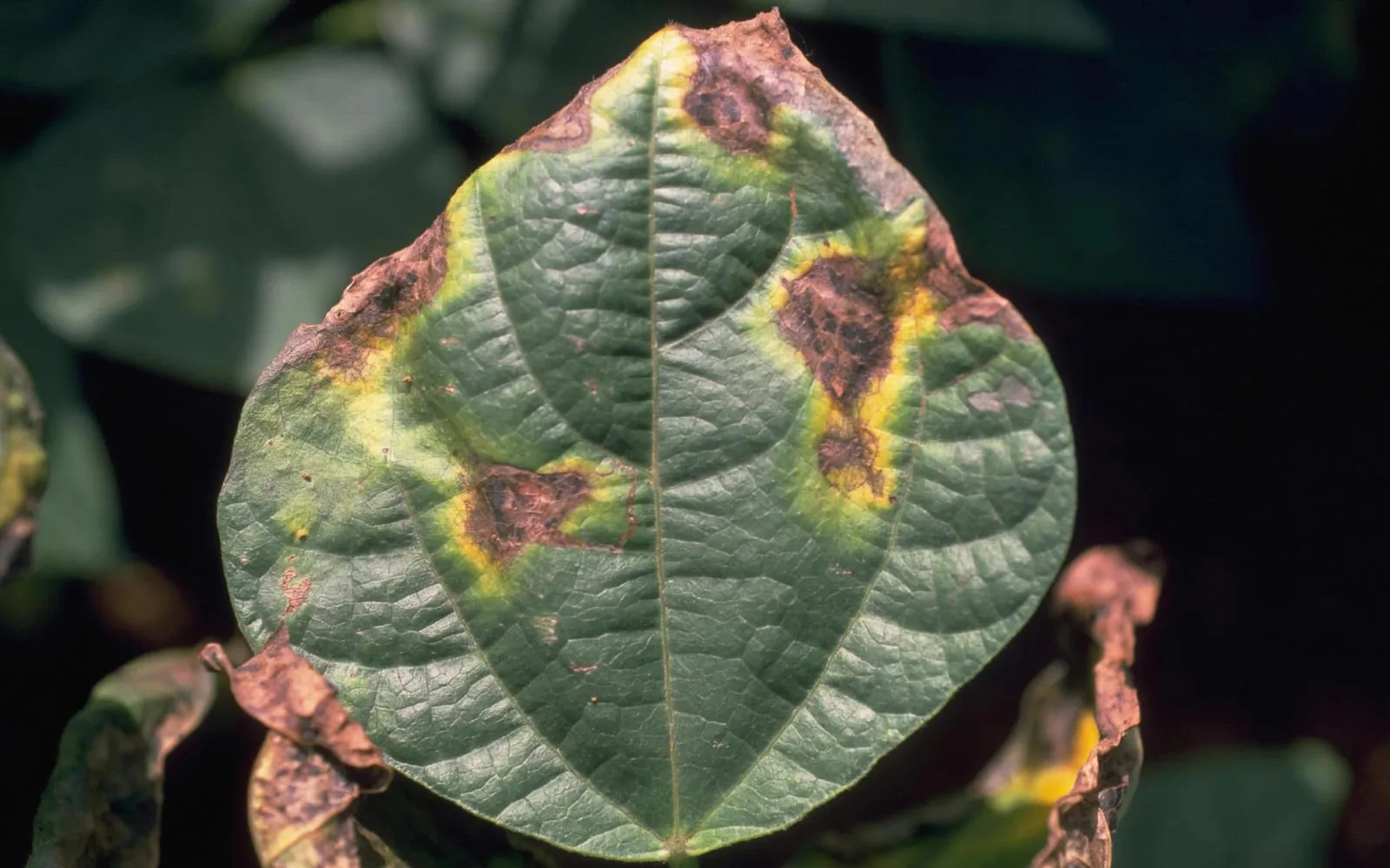A bean leaf with large dark brown dead patches, each surrounded by a bright yellow halo, several of them stopping where they meet a vein
