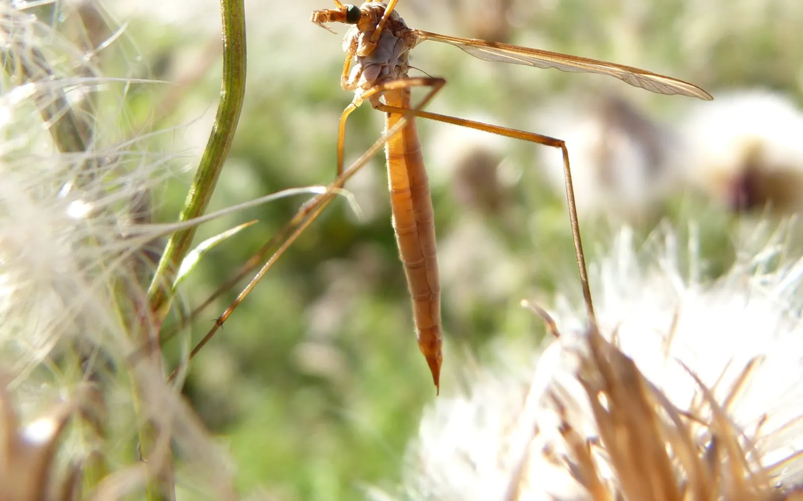 An adult crane fly with a long slender orange-brown body and very long legs, resting on a plant stem