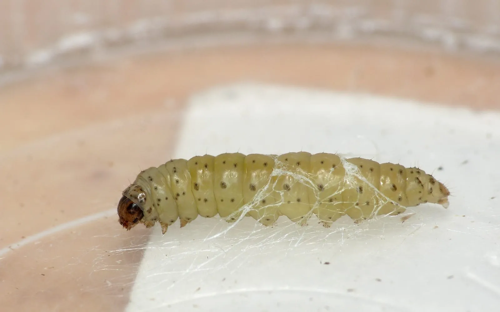 A pale yellow-green caterpillar with a dark brown head and small dark spots along its body, lying on a white surface among strands of silk