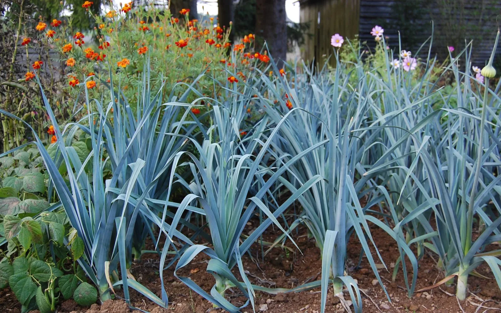 A row of leeks growing in a garden bed, their broad blue-green leaves fanning out above the soil with marigolds behind