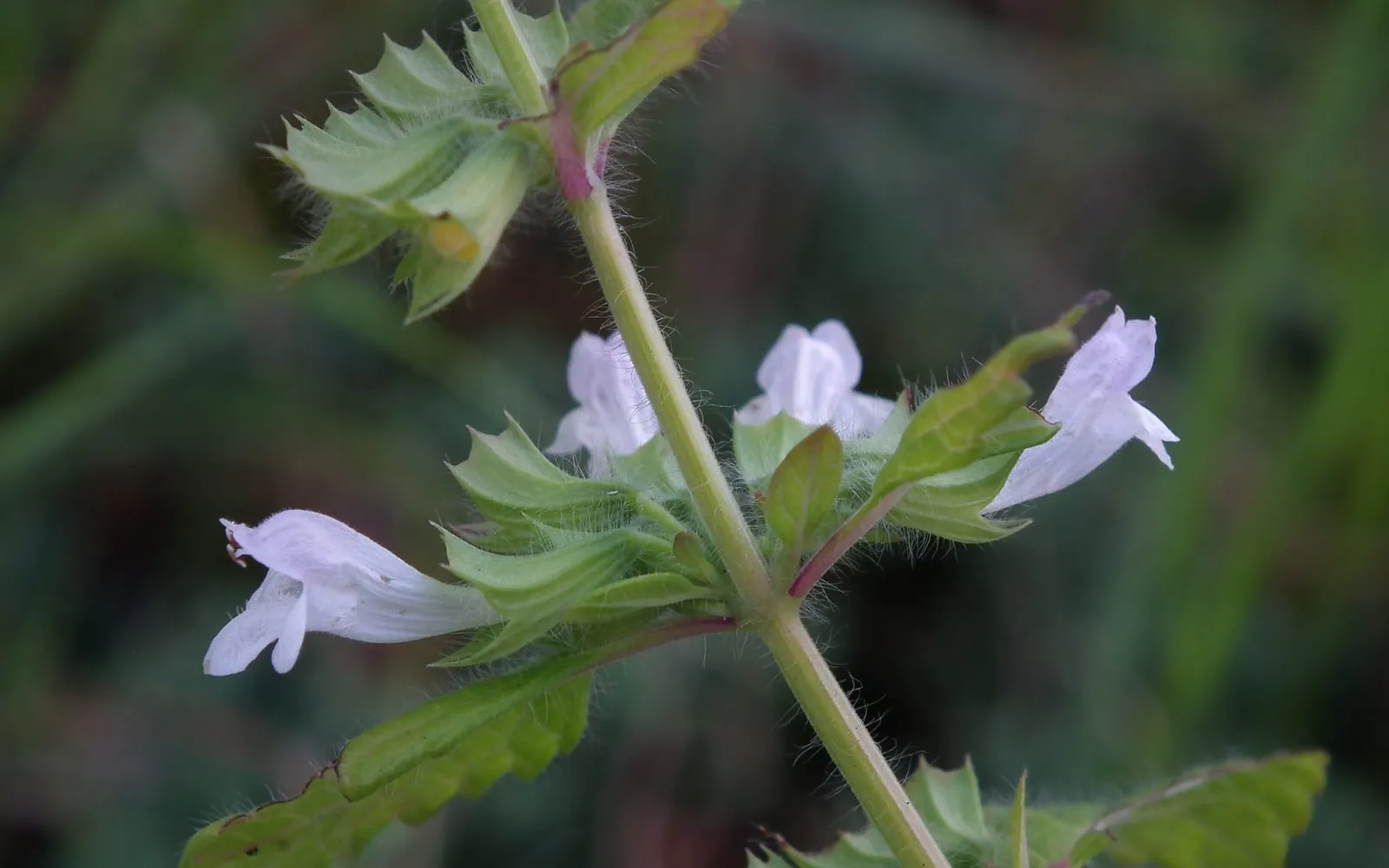 Small white lemon balm flowers in the leaf axils of a square hairy stem