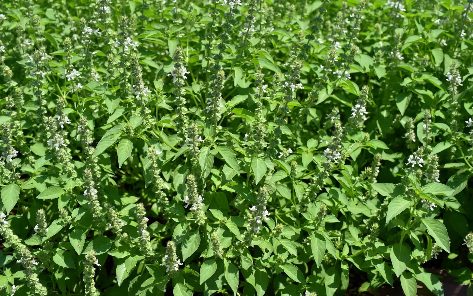 A crop of lemon basil in white flower, with narrow light green leaves