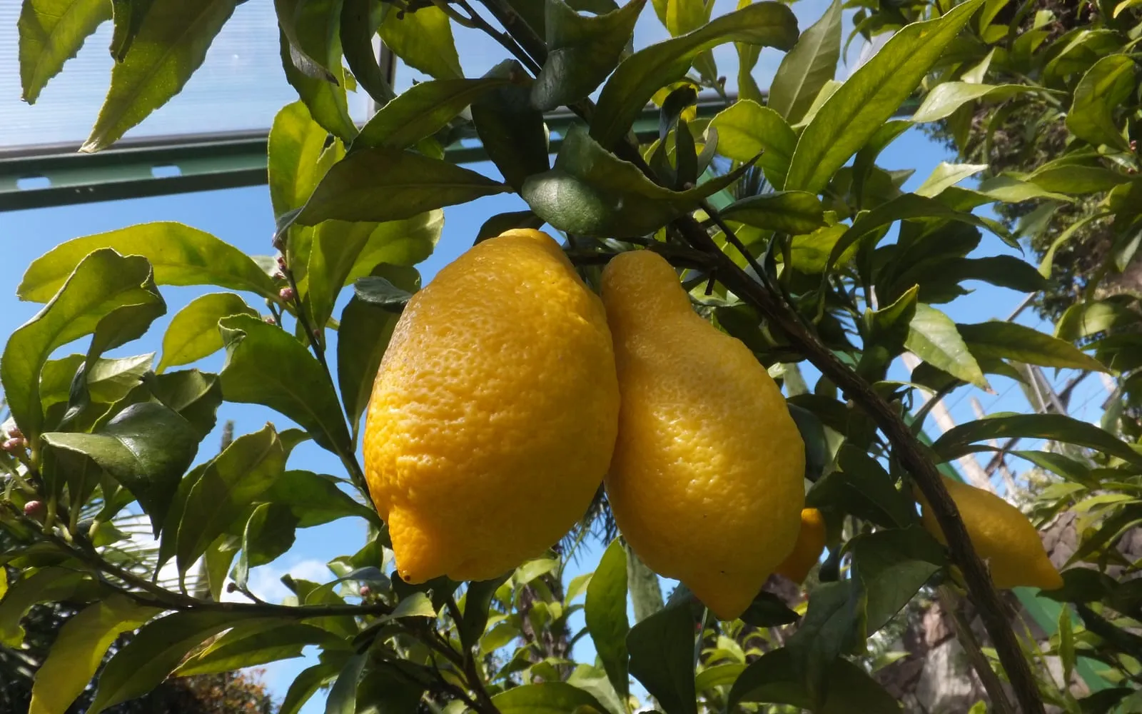 Two ripe yellow lemons hanging on a branch among glossy green leaves against a blue sky