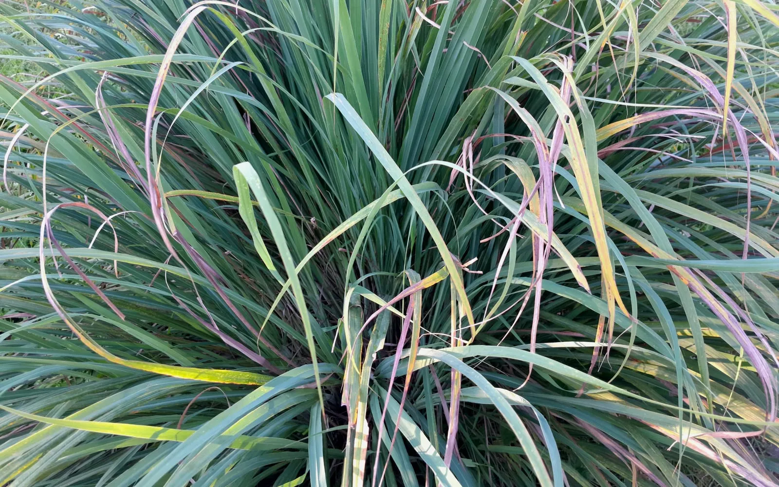 A dense lemongrass clump with long arching blue-green leaves