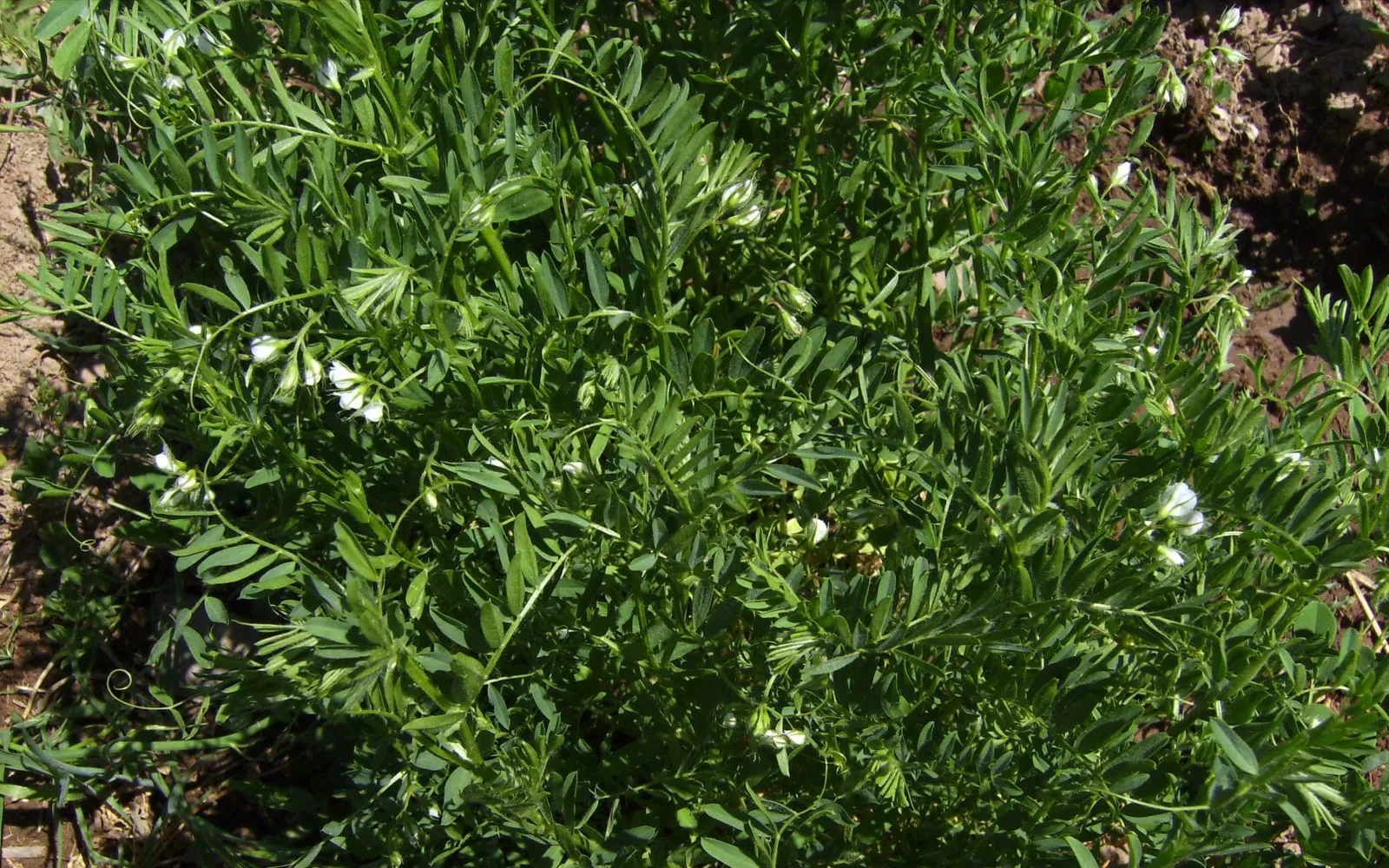 A lentil plant in flower, with fine pinnate leaves and small white flowers