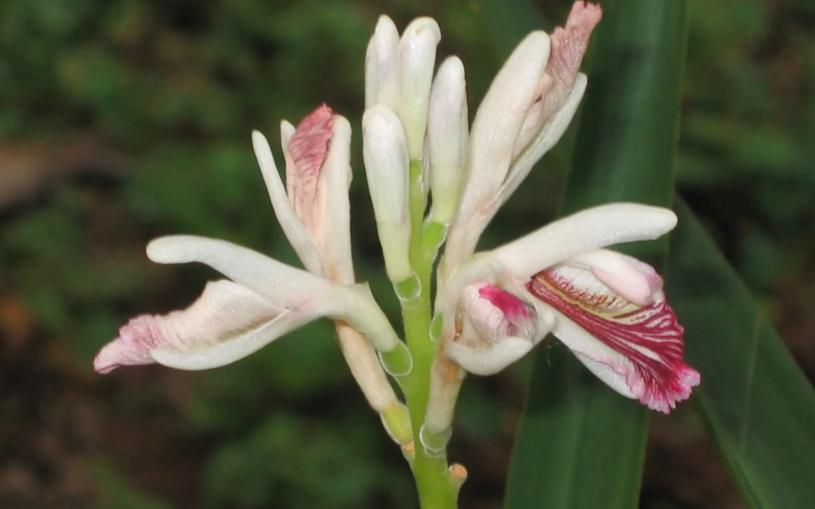 Lesser galangal flowers, white with red streaks on the lip, among narrow leaves