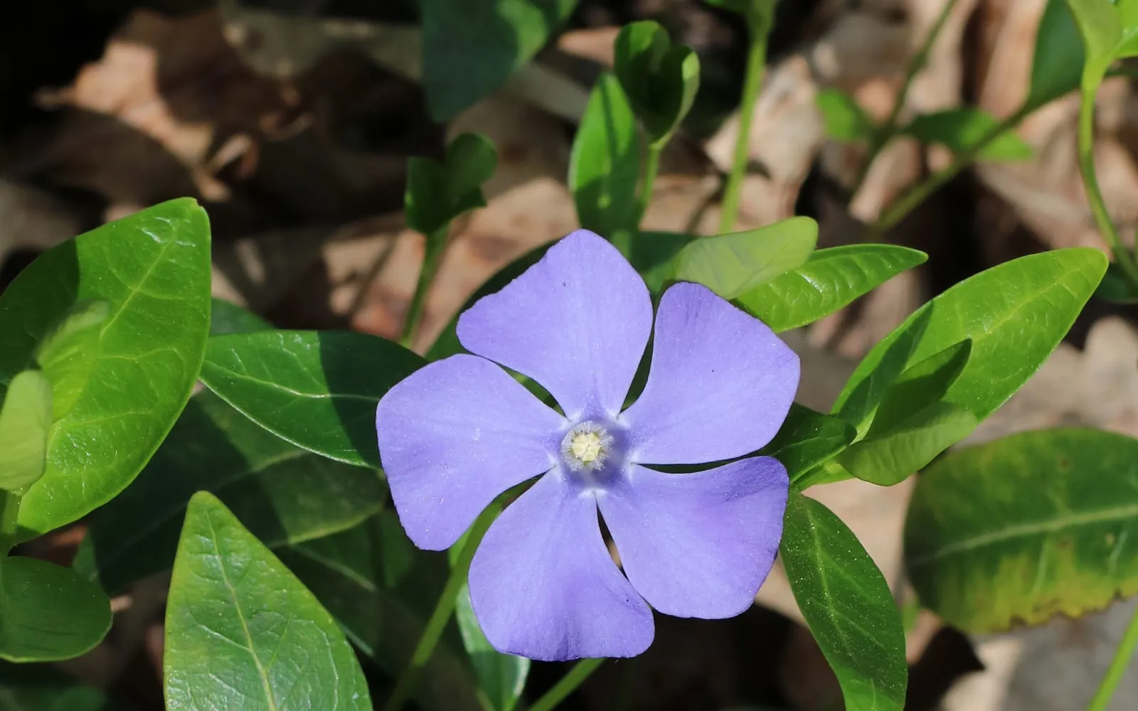A blue-violet five-petalled periwinkle flower surrounded by glossy dark green oval leaves in opposite pairs.
