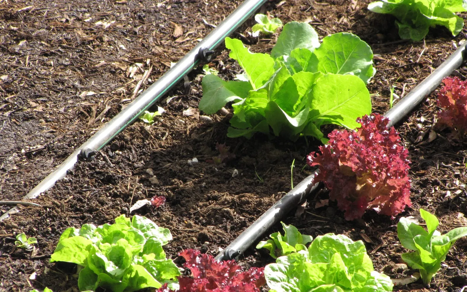 Rows of green and red lettuces growing in a vegetable bed alongside drip irrigation lines
