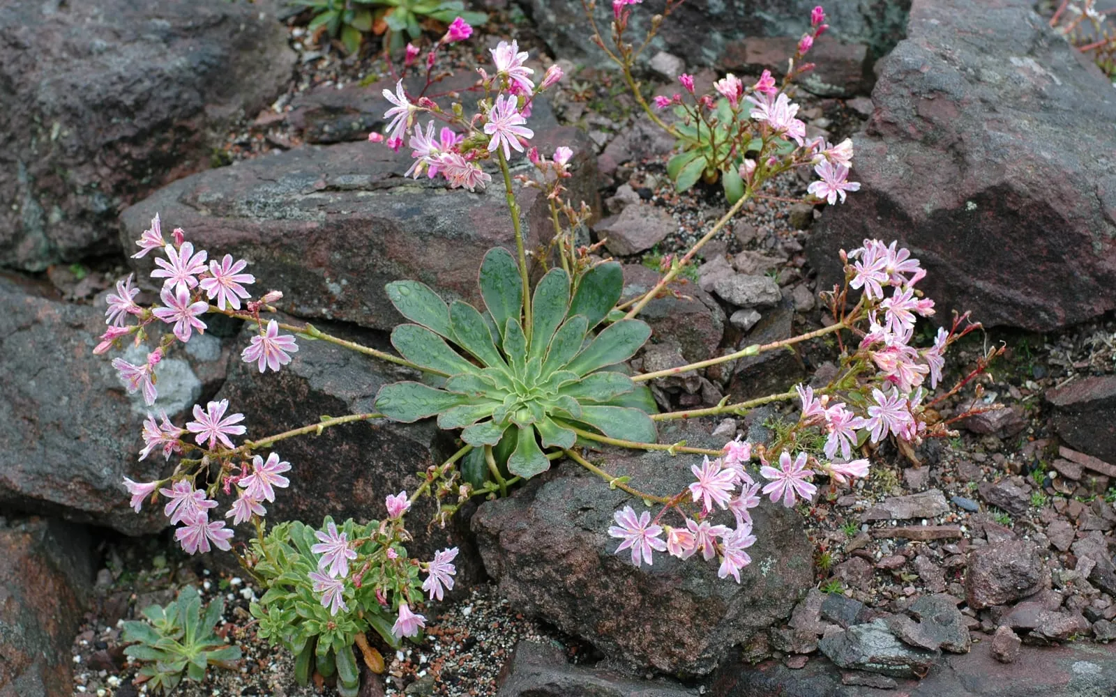 A lewisia rosette growing in a rock crevice with sprays of pink pinstriped flowers arcing outward over the stones.