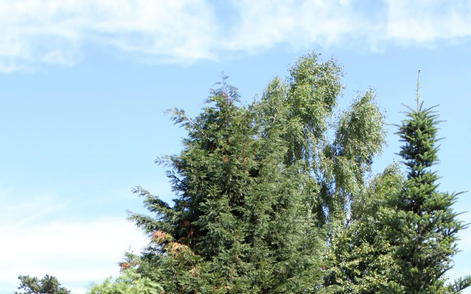 A tall, densely columnar Leyland cypress with dark green foliage held to the ground, growing among other conifers.