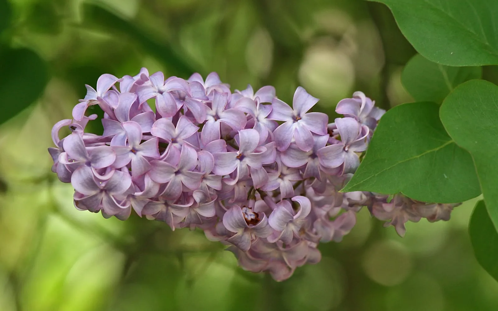 A dense cone-shaped panicle of pale mauve lilac flowers beside a heart-shaped green leaf