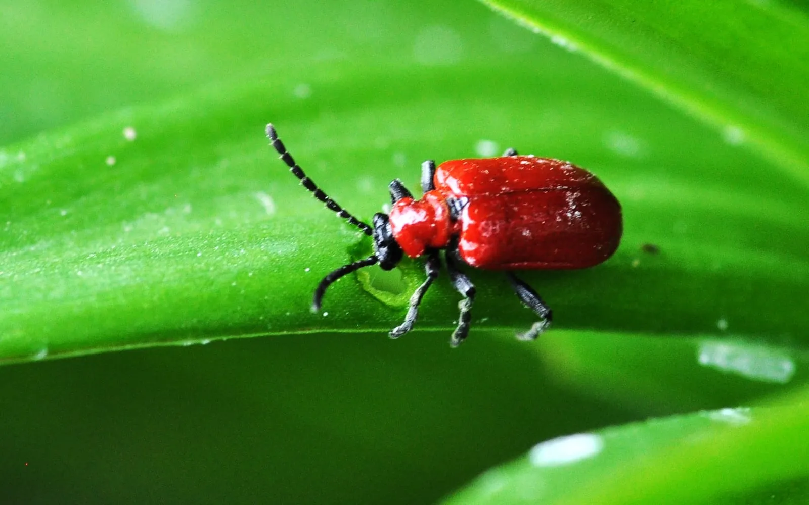A bright scarlet beetle with black legs and black antennae standing on a green lily leaf beside a small chewed hole