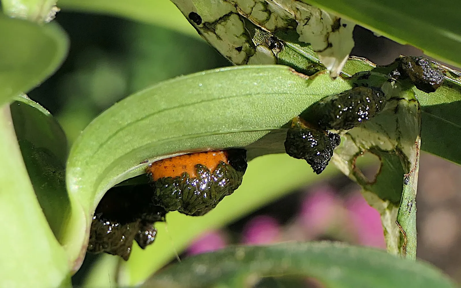 An orange grub on the underside of a lily leaf, partly hidden beneath a wet dark blob of its own excrement, with more blobs and holed leaves nearby