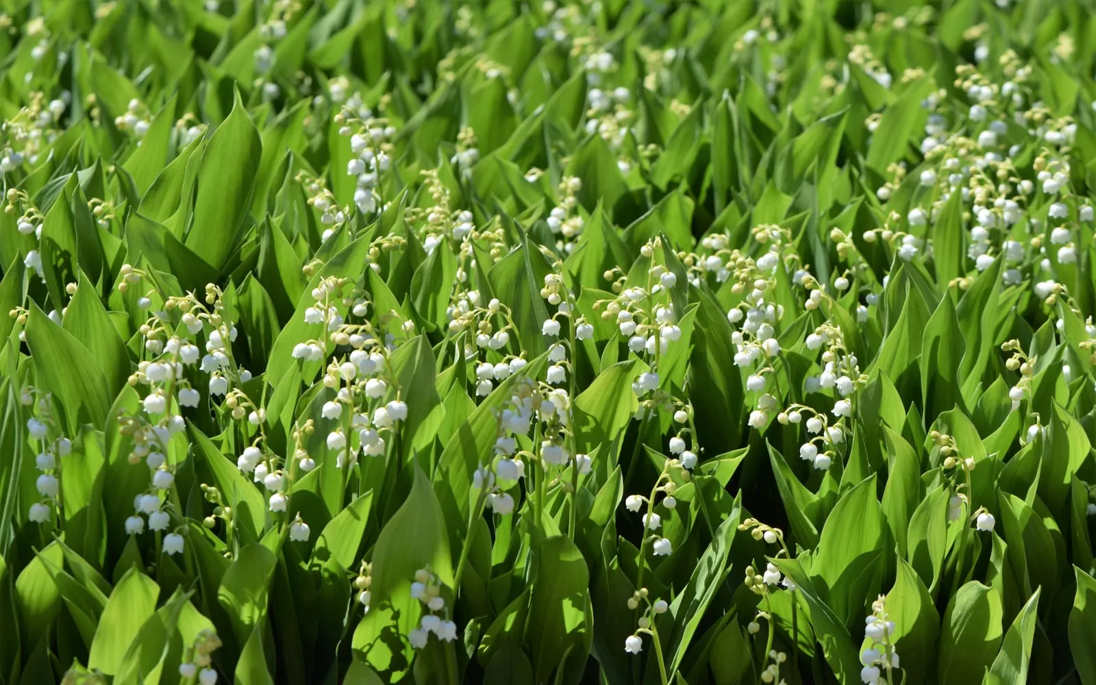 A dense colony of lily of the valley in flower, with arching stems of small white bells rising between pairs of broad green leaves