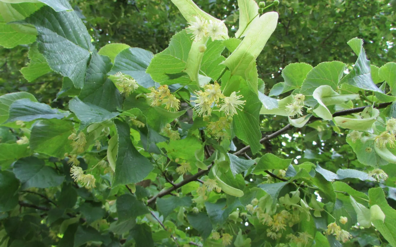 Lime flowers hanging in creamy clusters from pale strap-shaped bracts among heart-shaped leaves