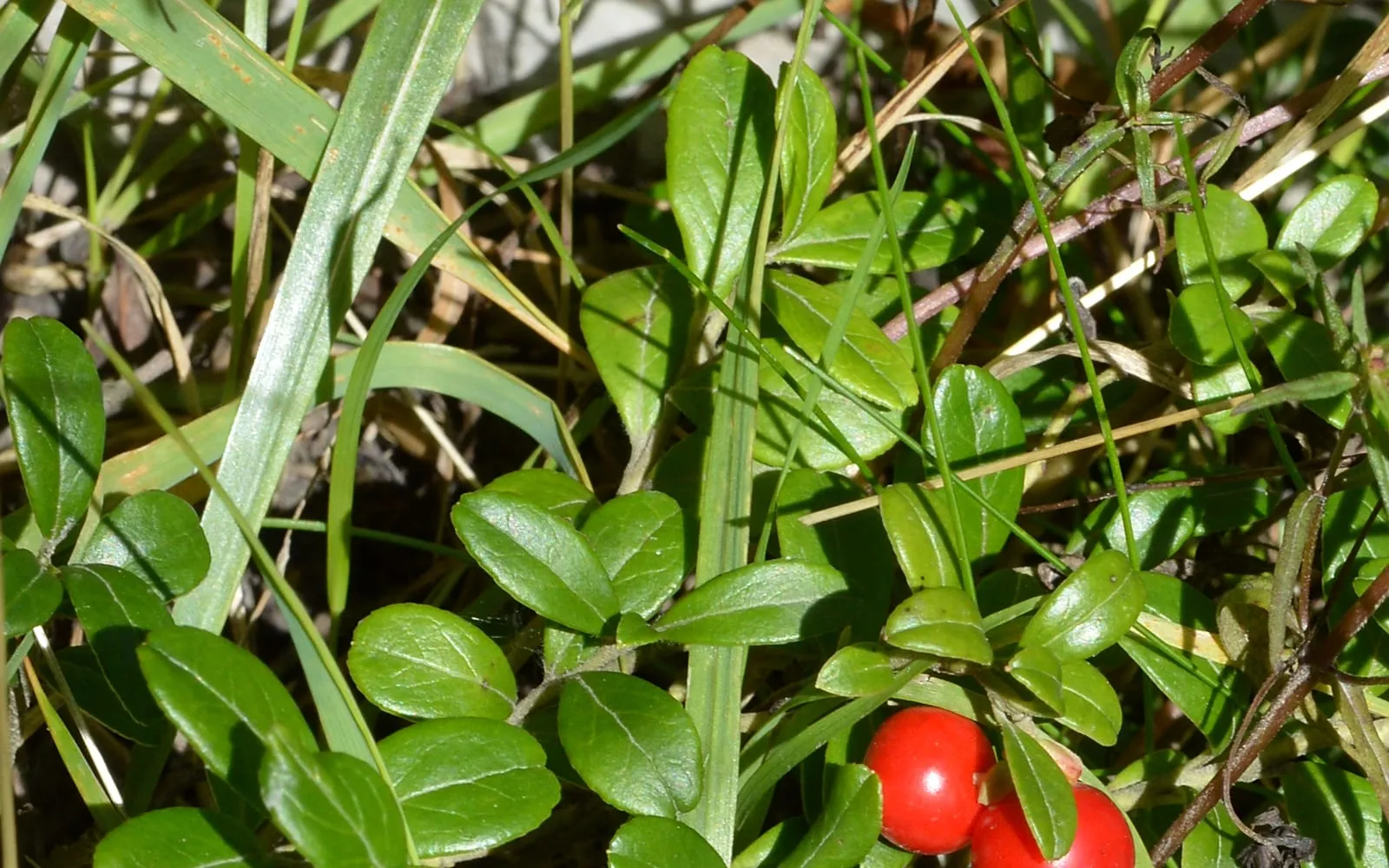 Lingonberry with glossy leathery leaves and clusters of bright red berries
