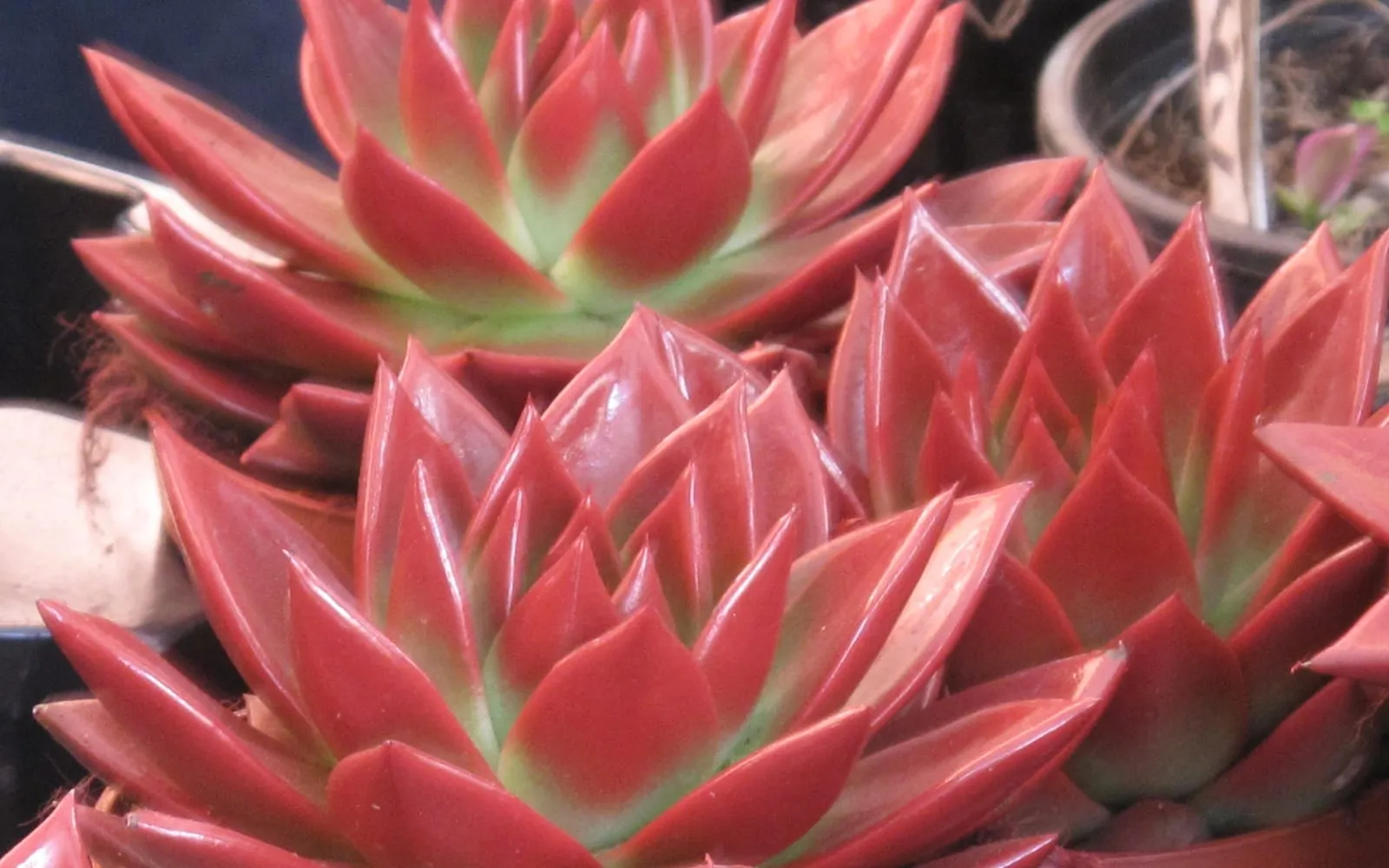 Glossy Echeveria agavoides rosettes with thick, pointed leaves flushed deep red at the tips and margins