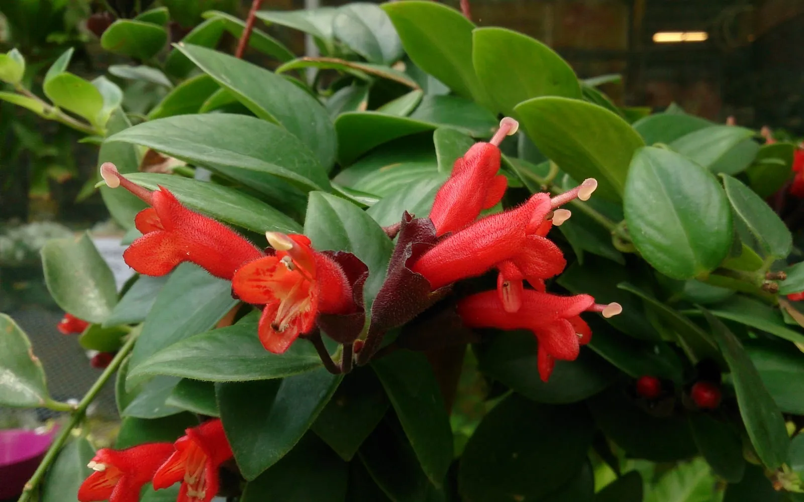 Bright red tubular Aeschynanthus radicans flowers emerging from dark maroon calyxes among glossy green leaves