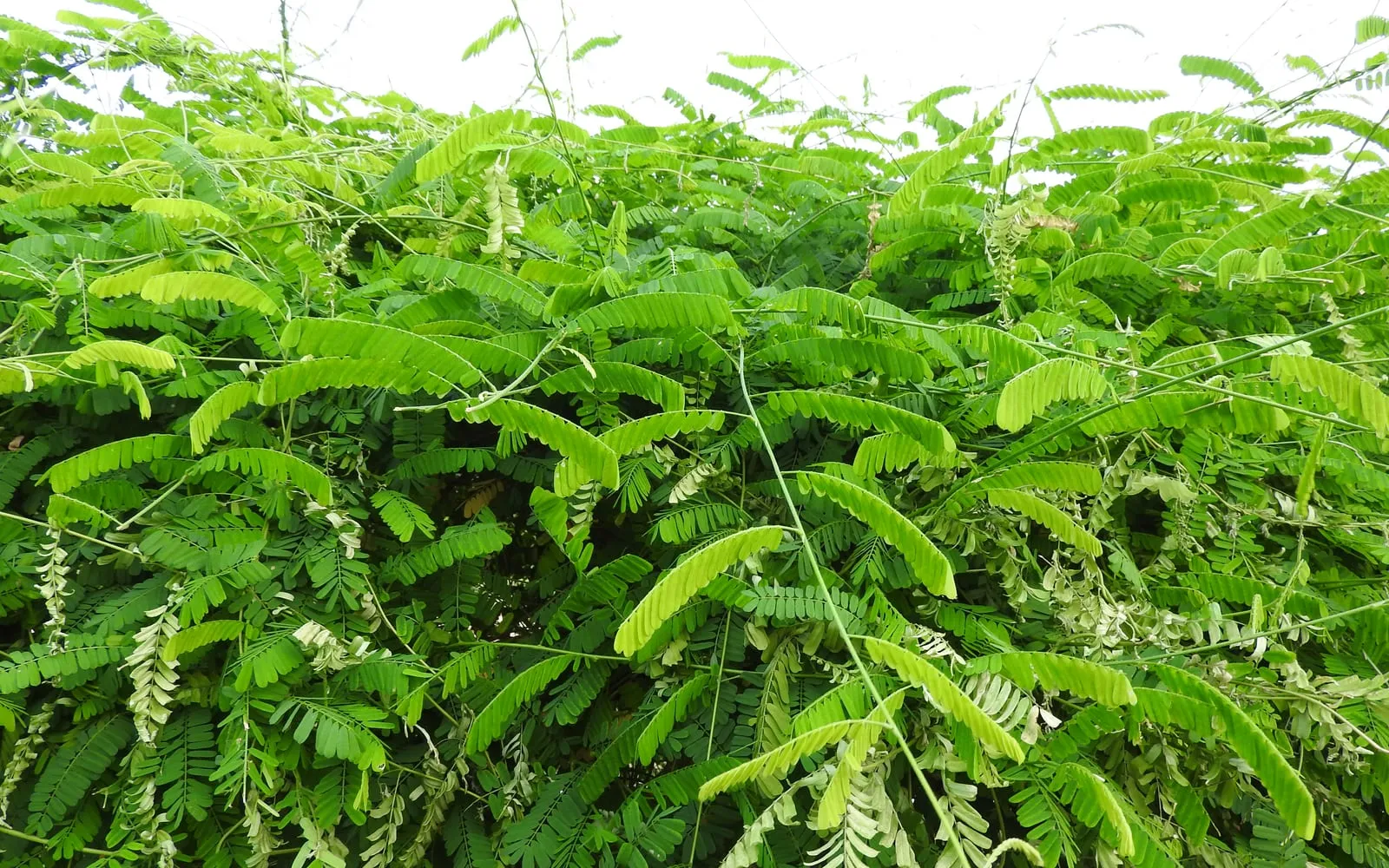 A dense stand of liquorice in flower, with pinnate leaves and pale flower spikes