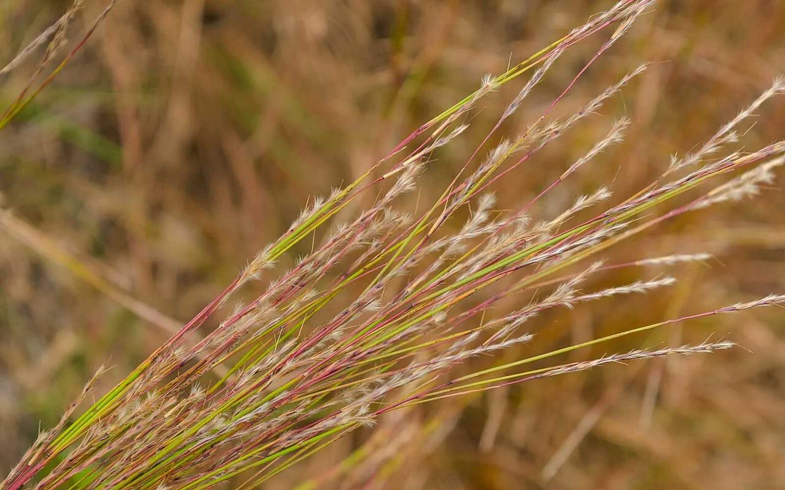 Fluffy white seed tufts on wiry little bluestem stems tinted red and copper against green foliage.