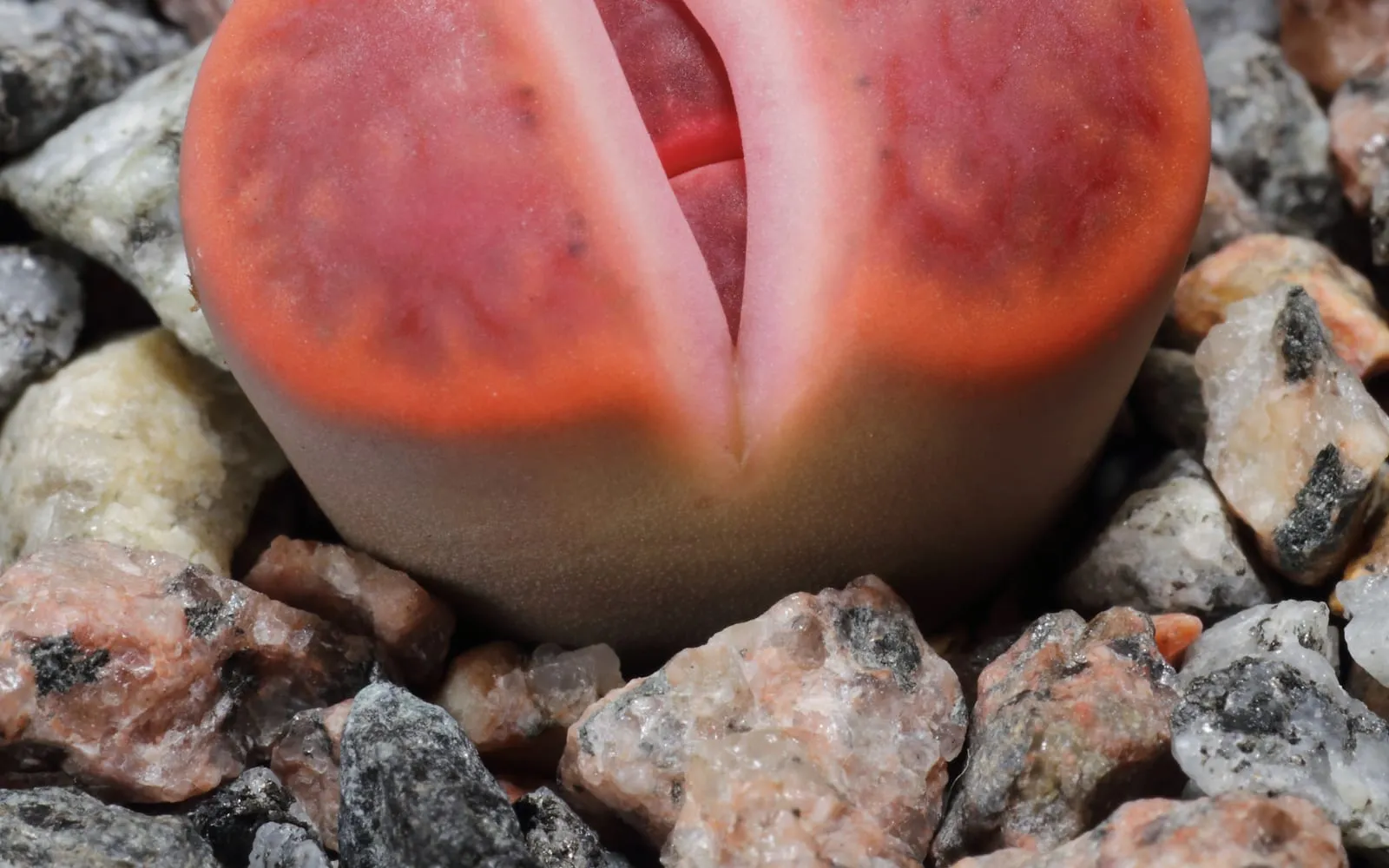 A living stone plant with a single pair of fused, stone-like leaves patterned in red and cream