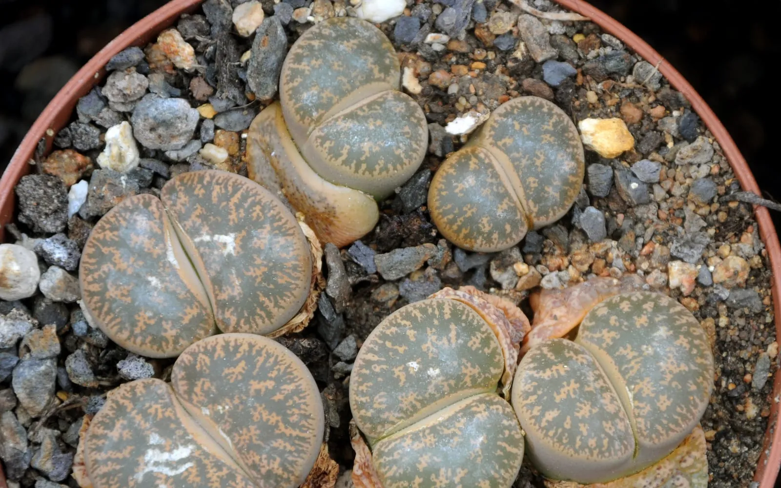 Living stones in a gravel-topped pot, each a pair of fused grey-green bodies split by a fissure