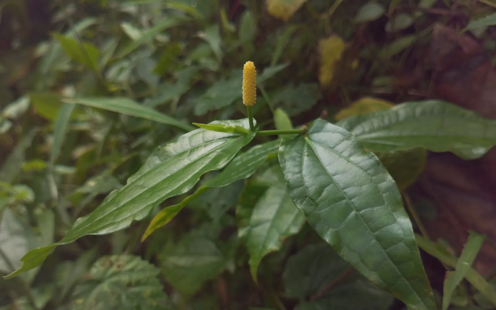 An upright long pepper fruiting spike on the vine, among heart-shaped leaves