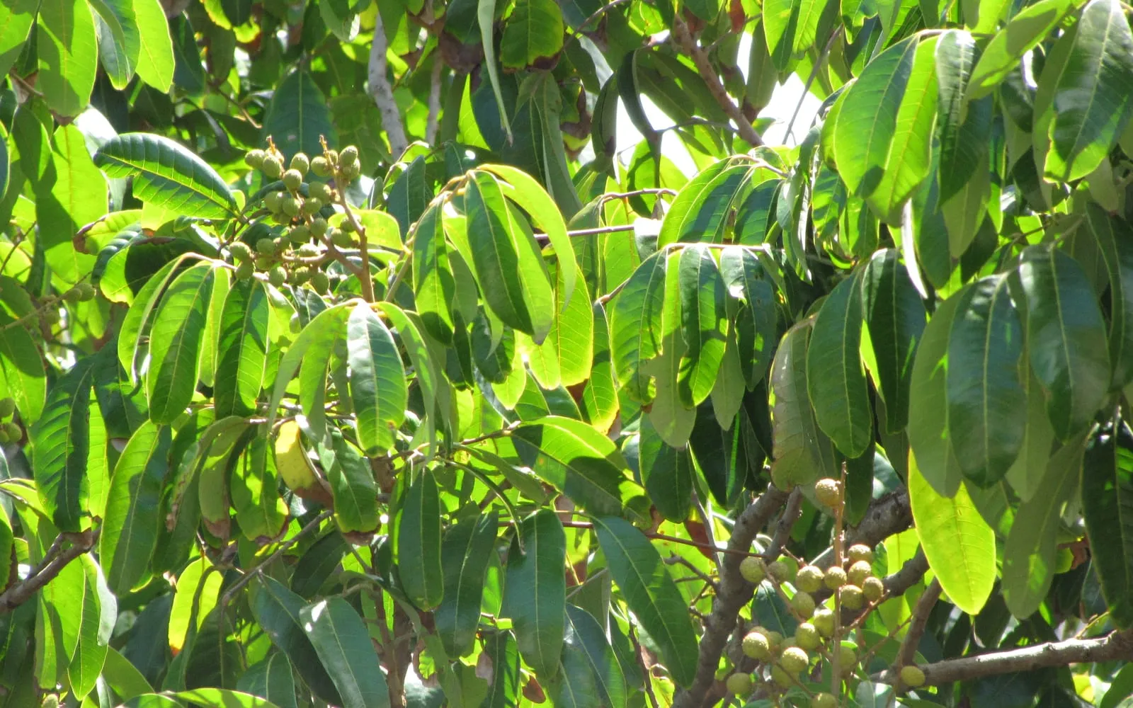 Clusters of tan-skinned longan fruit hanging among the pinnate leaves