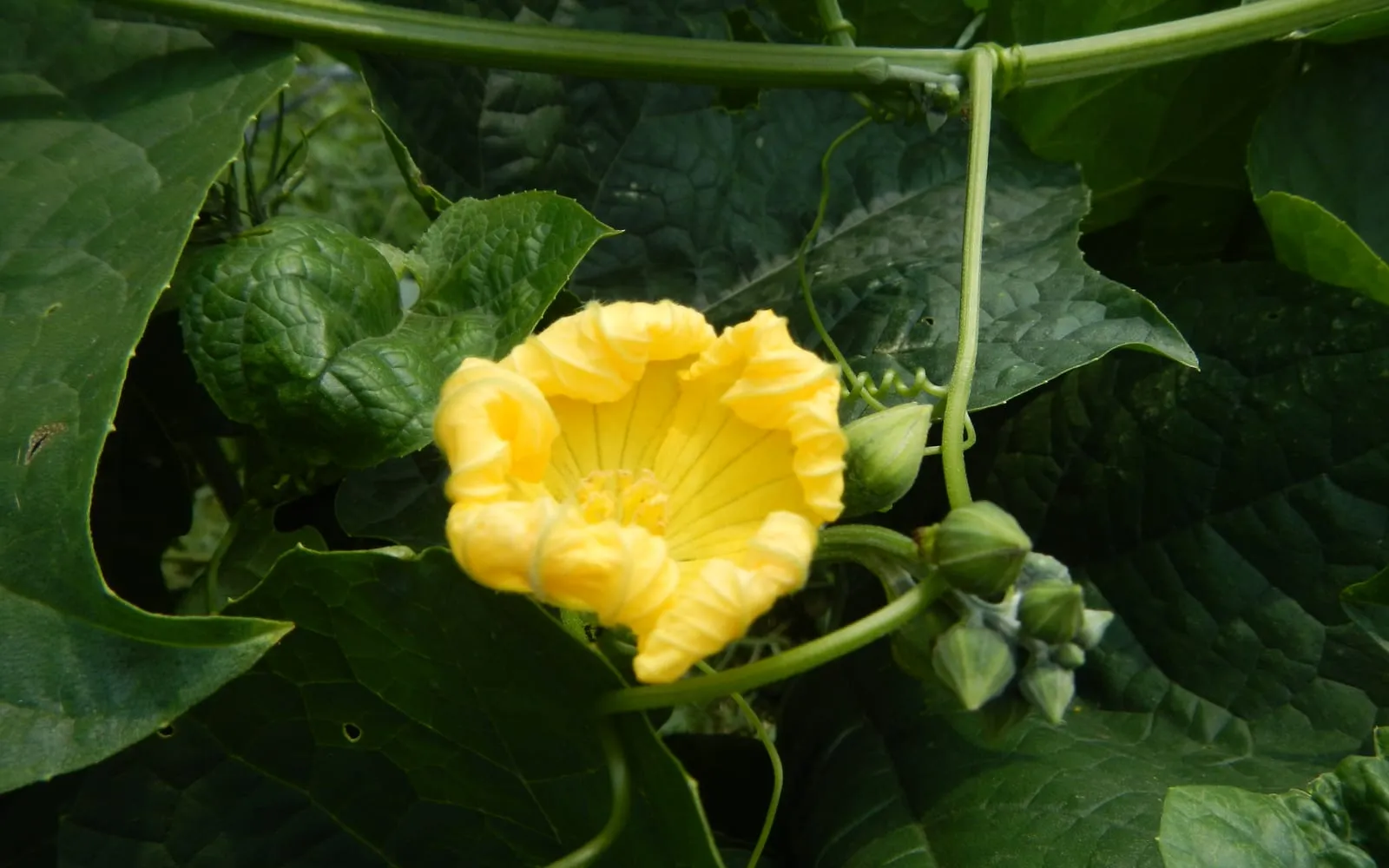 A yellow loofah flower open on the vine beside a young fruit and large lobed leaves